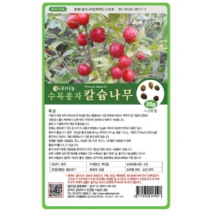 칼슘나무씨앗 20g;600g;1kg-수목씨앗/조경씨앗/과수씨앗