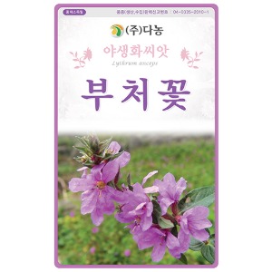 부처꽃 씨앗 -1kg/야생화꽃씨앗