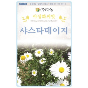 샤스타데이지씨앗 - 1kg/야생화꽃씨앗