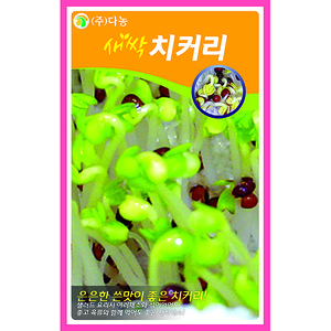 새싹치커리씨앗 1kg/새싹채소씨앗