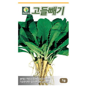고들빼기 씨앗-고들빼기 김치용 등 전통민속씨앗 1g;200g