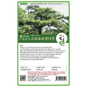 스트로브 잣나무 씨앗5g/100g/500g/1kg -수목씨앗/조경