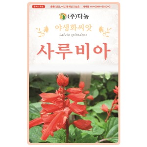 사루비아씨앗- 1.5g/1kg 야생화꽃씨앗