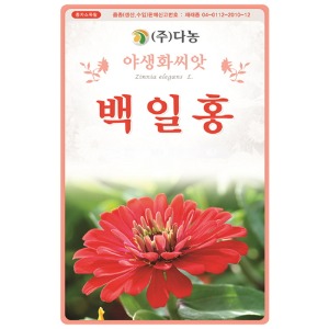 백일홍씨앗- 1kg/야생화꽃씨앗
