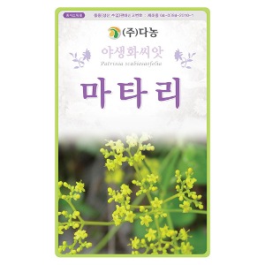마타리꽃씨앗 1kg/야생화꽃씨앗